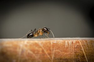 Grote mieren in kantoor