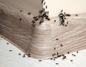 Mieren in kantoor